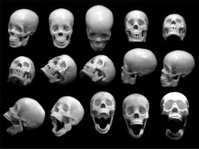 Drawing Anatomy Skull Proportions